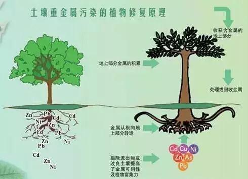 不同類型重金屬污染土壤來源及特點